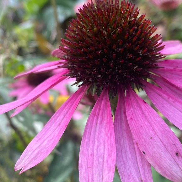 Meet your Posher, Jules - Picture 1 of 6